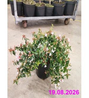 Abelia grandiflora C 2,5 L